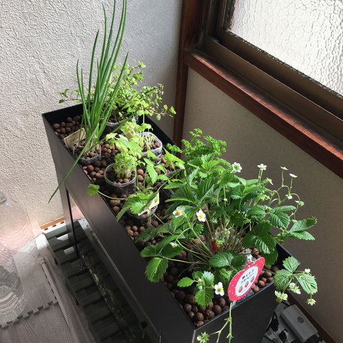 f:id:aqua2018:20190317004015j:plain f:id:aqua2018:20190317004015j:plain