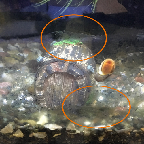f:id:aqua2018:20190317010729j:plain f:id:aqua2018:20190317010729j:plain