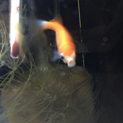 f:id:aqua2018:20190317011129j:plain f:id:aqua2018:20190317011129j:plain
