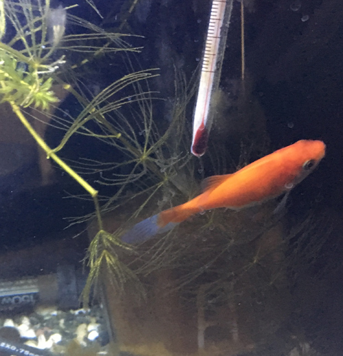 f:id:aqua2018:20190317012117j:plain f:id:aqua2018:20190317012117j:plain