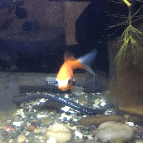 f:id:aqua2018:20190317012305j:plain f:id:aqua2018:20190317012305j:plain