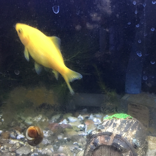 f:id:aqua2018:20190317012809j:plain f:id:aqua2018:20190317012809j:plain