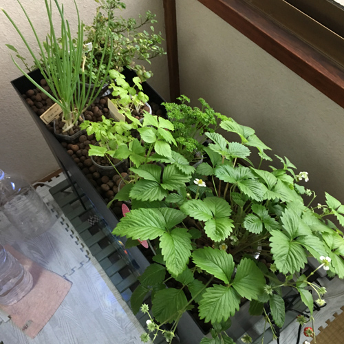f:id:aqua2018:20190411222546j:plain f:id:aqua2018:20190411222546j:plain