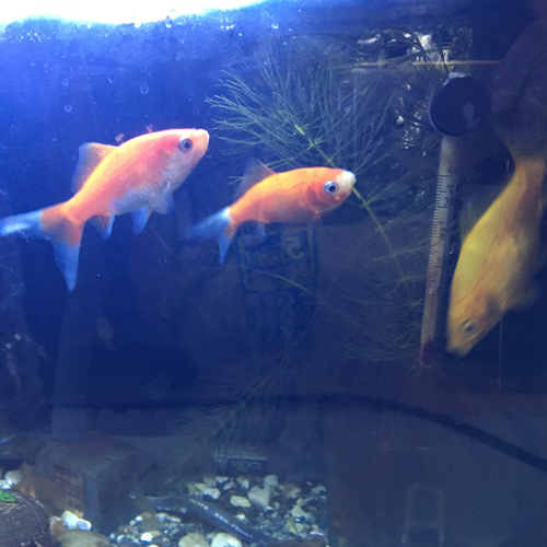 f:id:aqua2018:20190411225901j:plain f:id:aqua2018:20190411225901j:plain