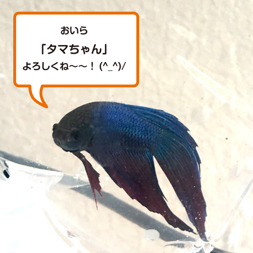 f:id:aqua2018:20190514005920j:plain f:id:aqua2018:20190514005920j:plain