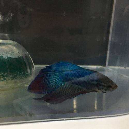 f:id:aqua2018:20190514010305j:plain f:id:aqua2018:20190514010305j:plain