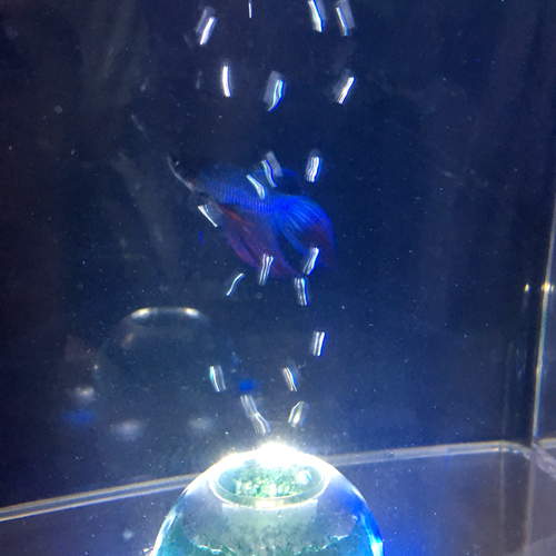 f:id:aqua2018:20190514010529j:plain f:id:aqua2018:20190514010529j:plain