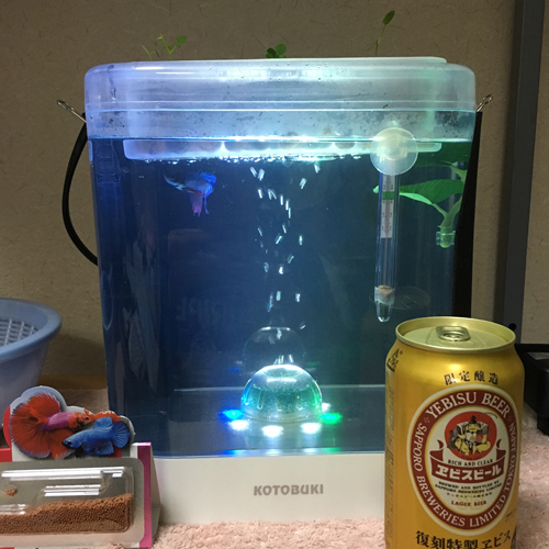 f:id:aqua2018:20190514012516j:plain f:id:aqua2018:20190514012516j:plain