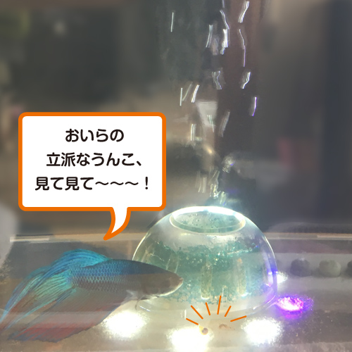 f:id:aqua2018:20190516212719j:plain f:id:aqua2018:20190516212719j:plain