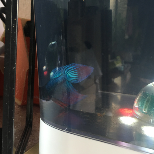 f:id:aqua2018:20190516220011j:plain f:id:aqua2018:20190516220011j:plain