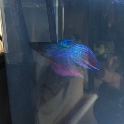 f:id:aqua2018:20190516220307j:plain f:id:aqua2018:20190516220307j:plain