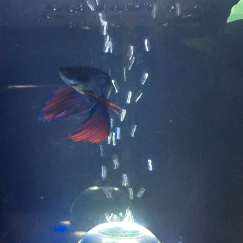 f:id:aqua2018:20190516221429j:plain f:id:aqua2018:20190516221429j:plain