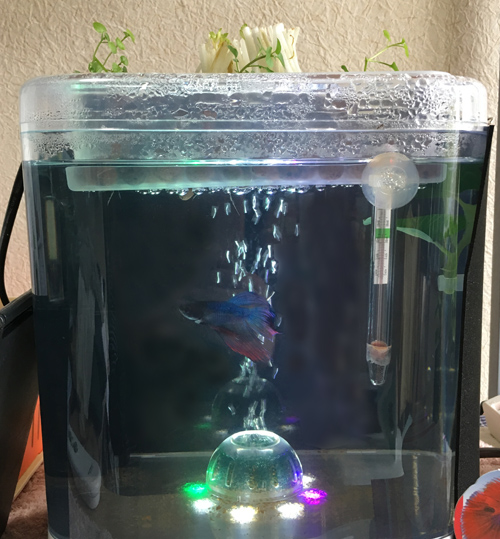 f:id:aqua2018:20190523234402j:plain f:id:aqua2018:20190523234402j:plain