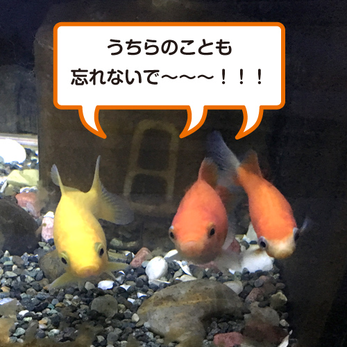 f:id:aqua2018:20190524000624j:plain f:id:aqua2018:20190524000624j:plain