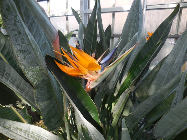 さいたま市園芸植物園 さいたま市園芸植物園