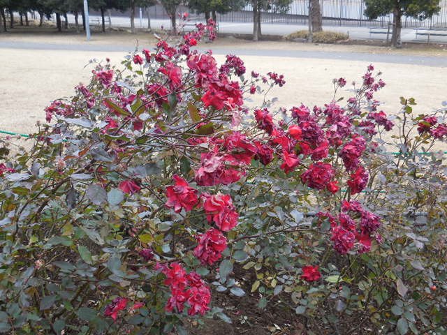 f:id:aqua_feather:20171225132449j:plain f:id:aqua_feather:20171225132449j:plain