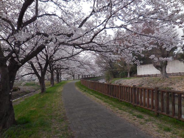 見沼代用水路 見沼代用水路
