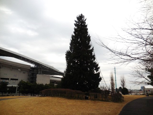 埼玉スタジアム2002公園 もみの木広場