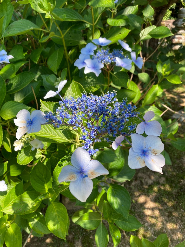 f:id:aqualightblue:20250702205906j:image f:id:aqualightblue:20250702205906j:image