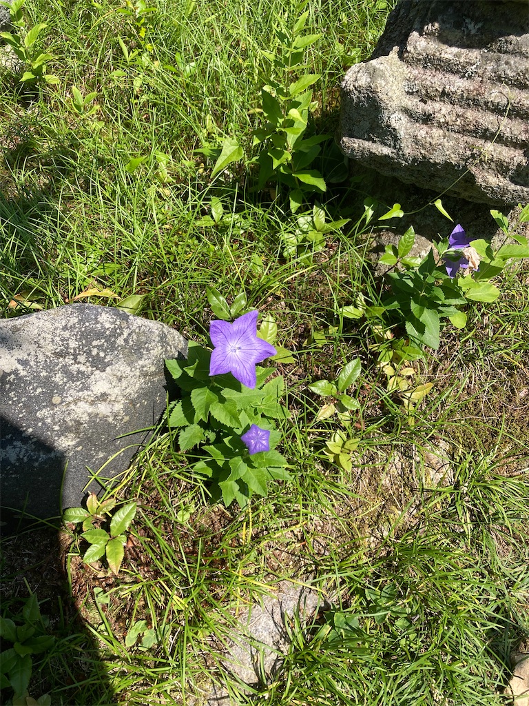 f:id:aqualightblue:20250702205914j:image f:id:aqualightblue:20250702205914j:image