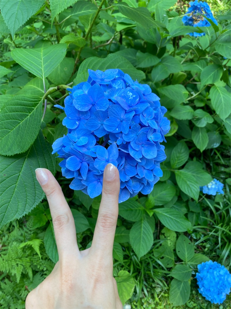 f:id:aqualightblue:20250702210217j:image f:id:aqualightblue:20250702210217j:image