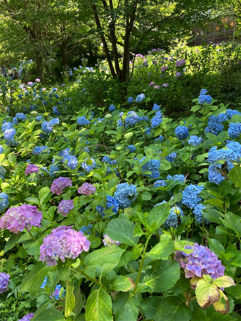 f:id:aqualightblue:20250702210221j:image f:id:aqualightblue:20250702210221j:image