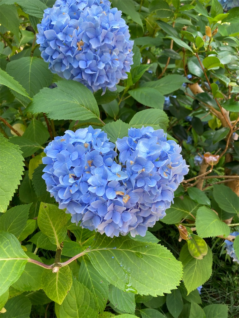 f:id:aqualightblue:20250702210230j:image f:id:aqualightblue:20250702210230j:image