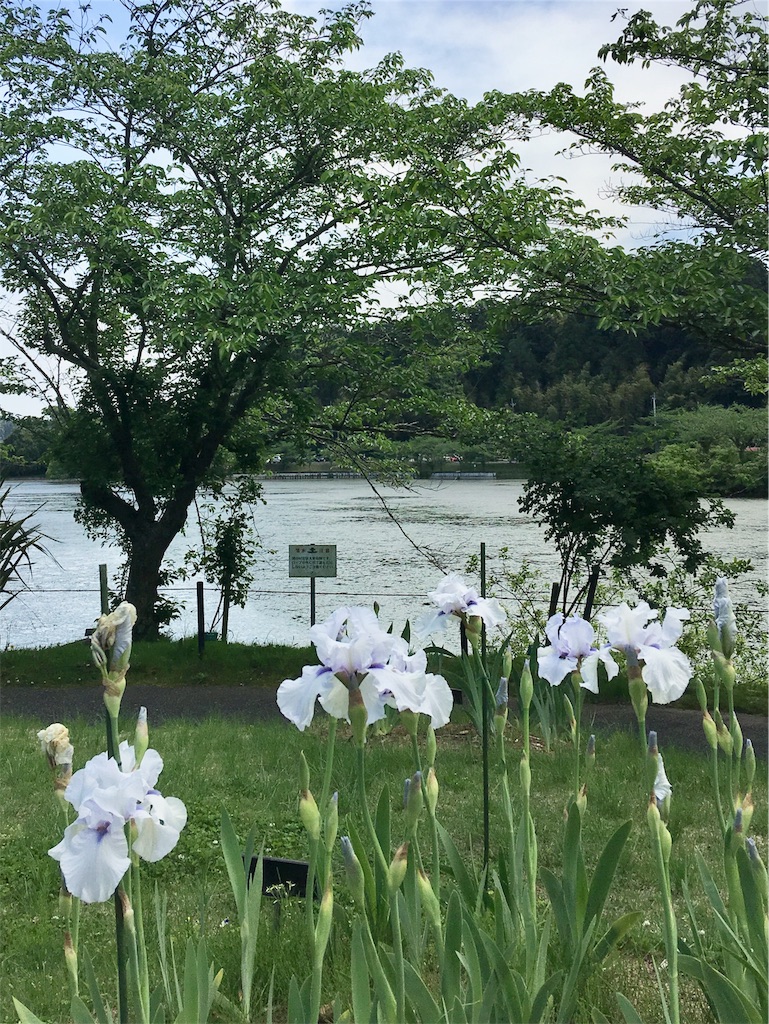 f:id:aquamarine07:20190511083248j:image f:id:aquamarine07:20190511083248j:image