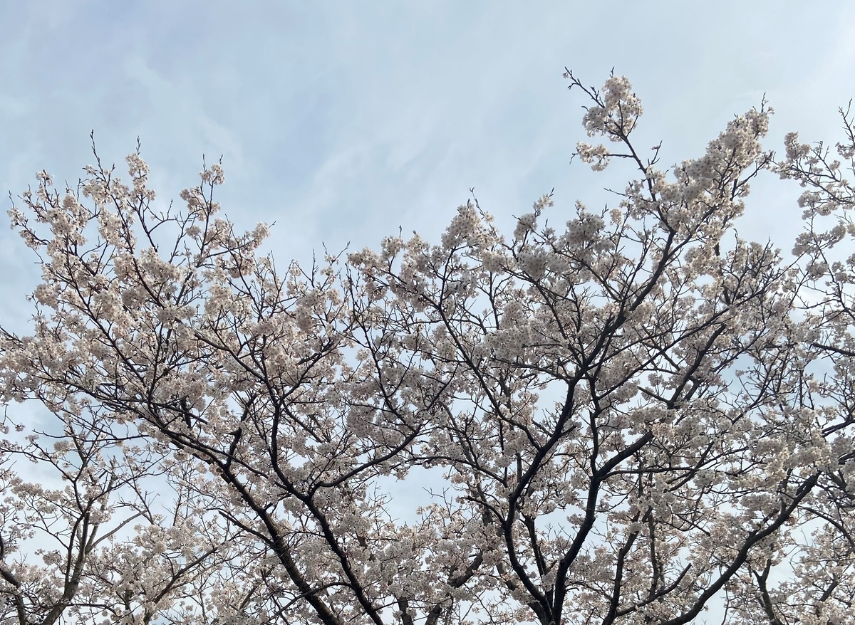 f:id:aquarelax:20220410090445j:plain