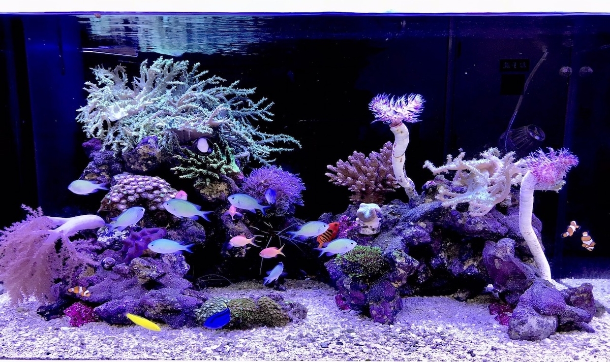 あれから年 はじめて海水魚水槽を自宅へ設置した時の話 アクアリウム大学 学長ブログ あれから年 はじめて海水魚水槽を自宅へ設置した時の話 アクアリウム大学 学長ブログ