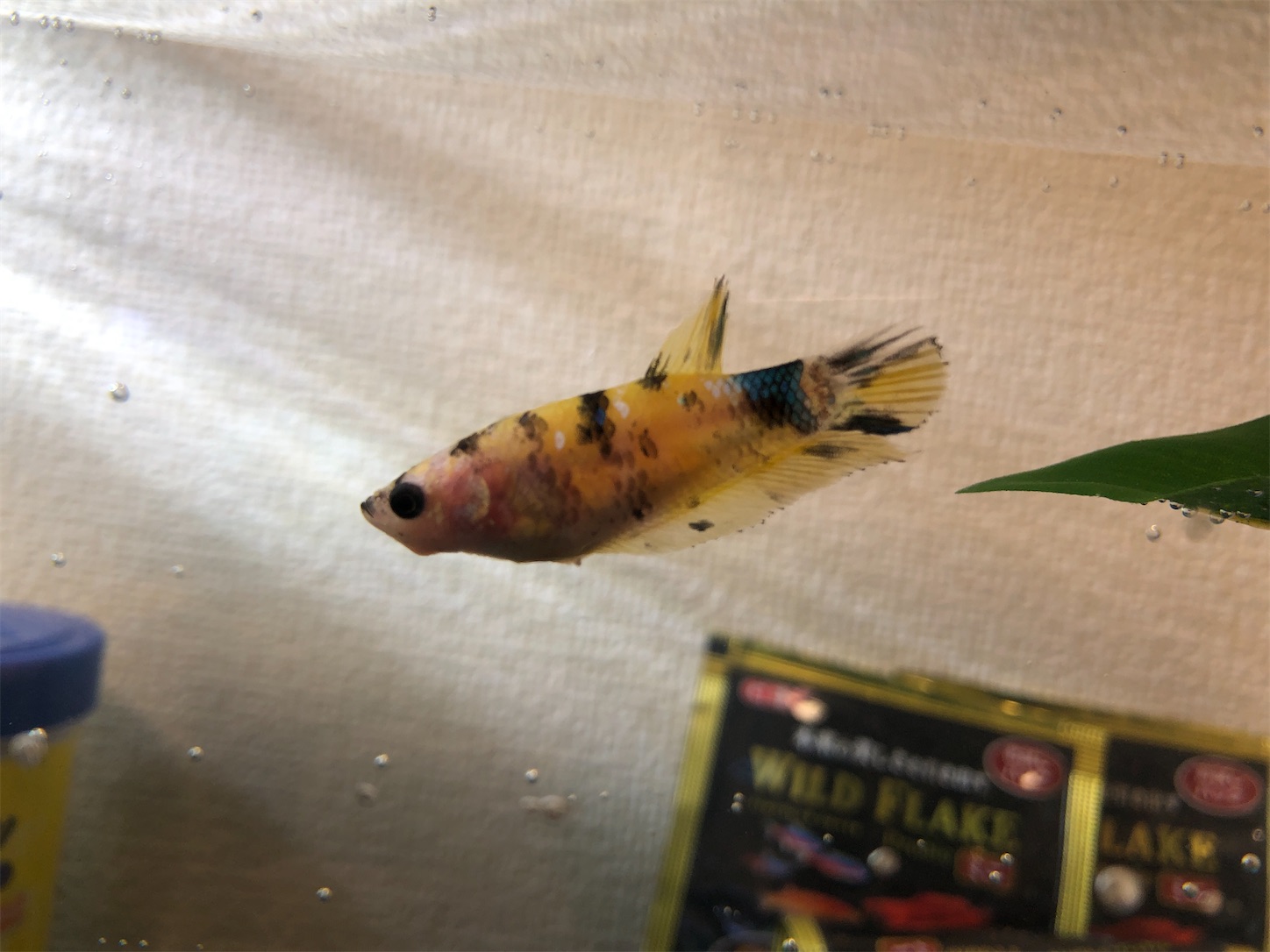 f:id:aquarium_asakura:20200912215717j:image