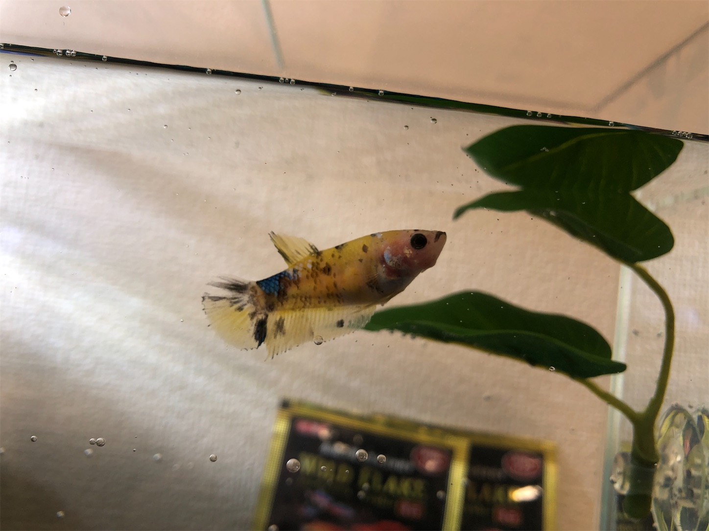 f:id:aquarium_asakura:20200912215721j:image