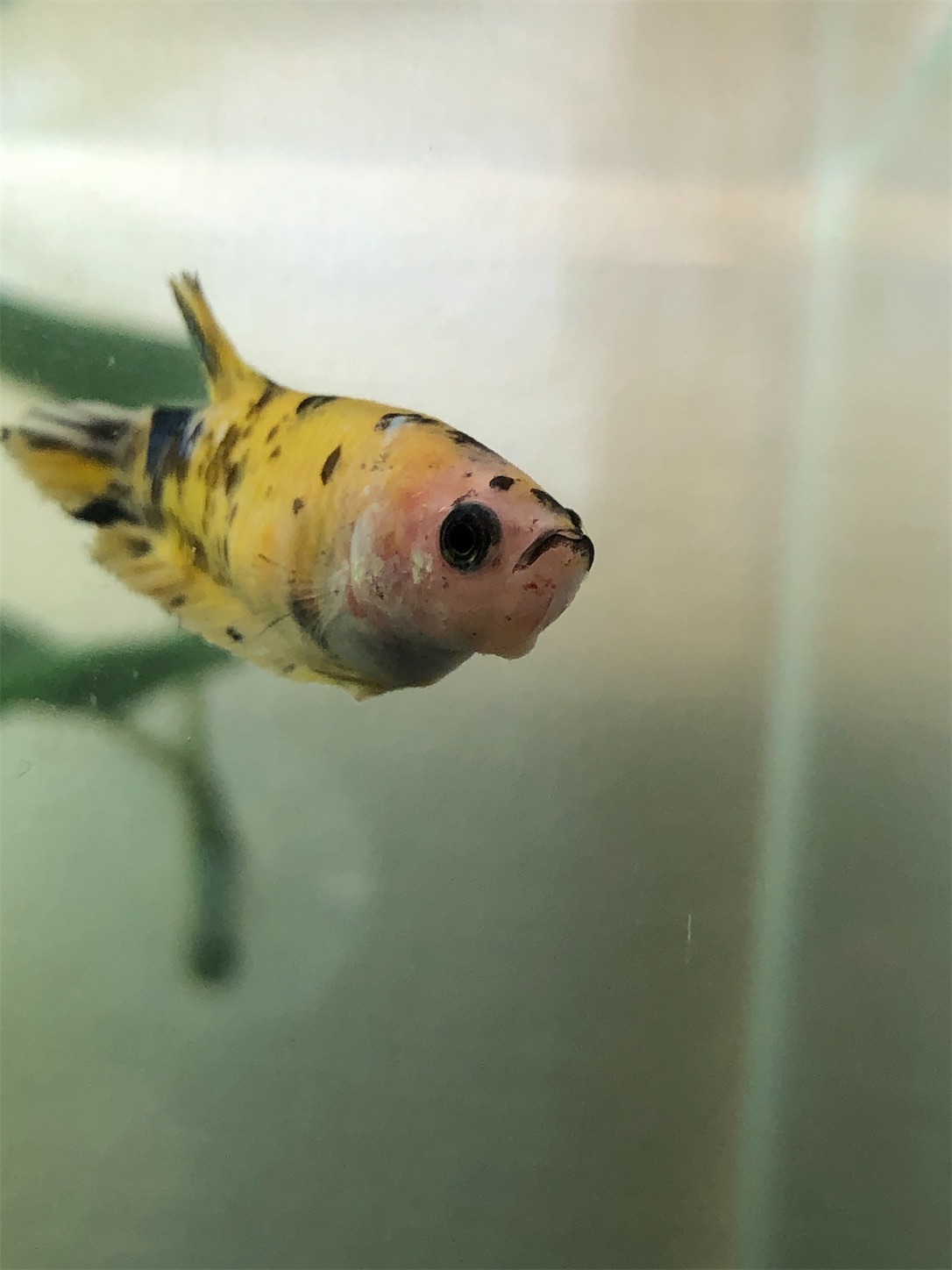 f:id:aquarium_asakura:20200917212443j:image