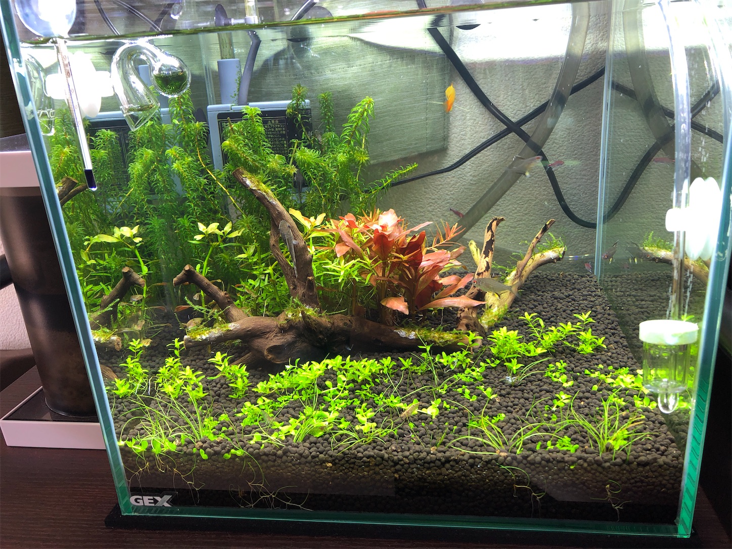 f:id:aquarium_asakura:20200920132028j:image