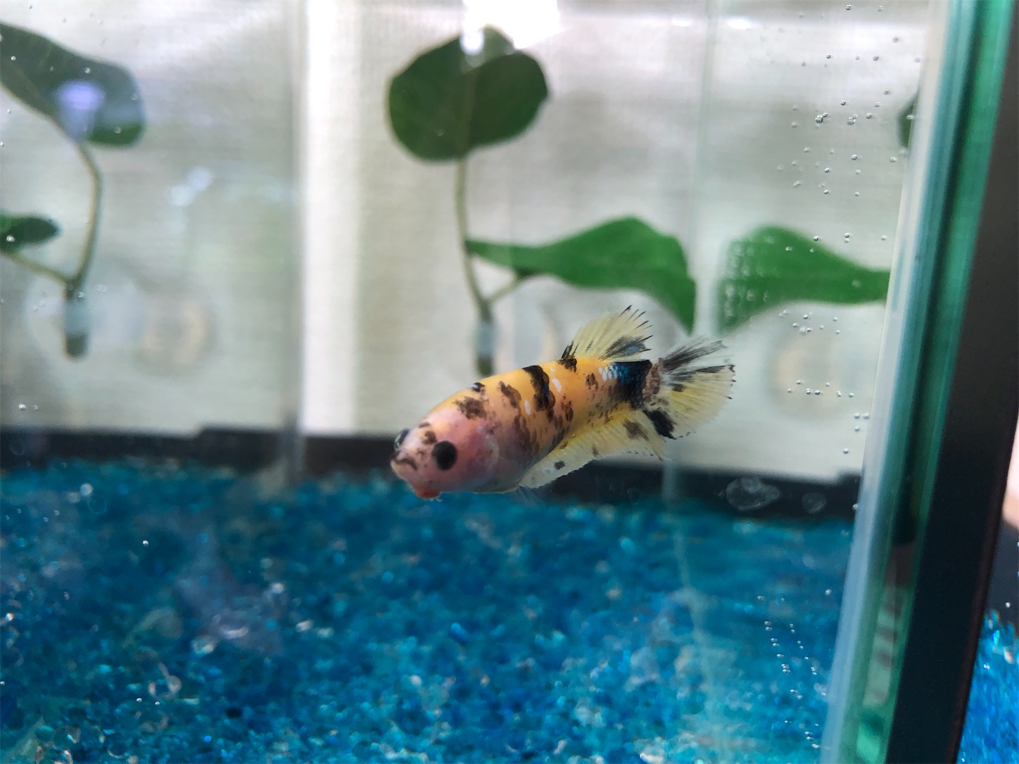 f:id:aquarium_asakura:20200920133132j:image
