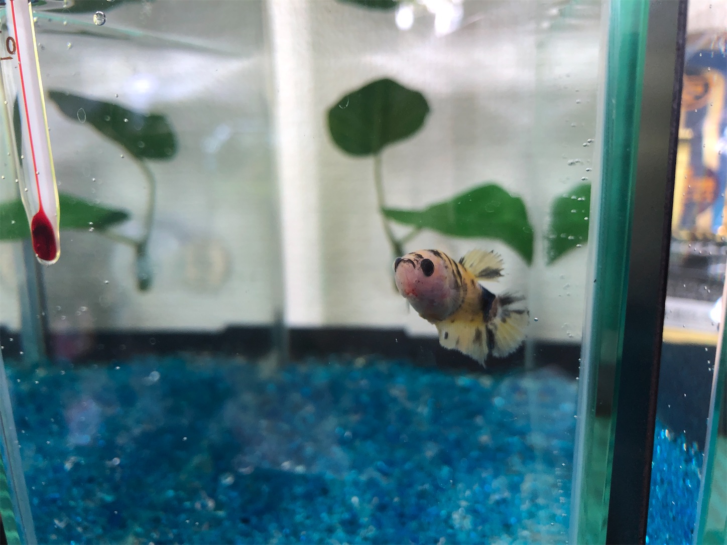 f:id:aquarium_asakura:20200920133136j:image