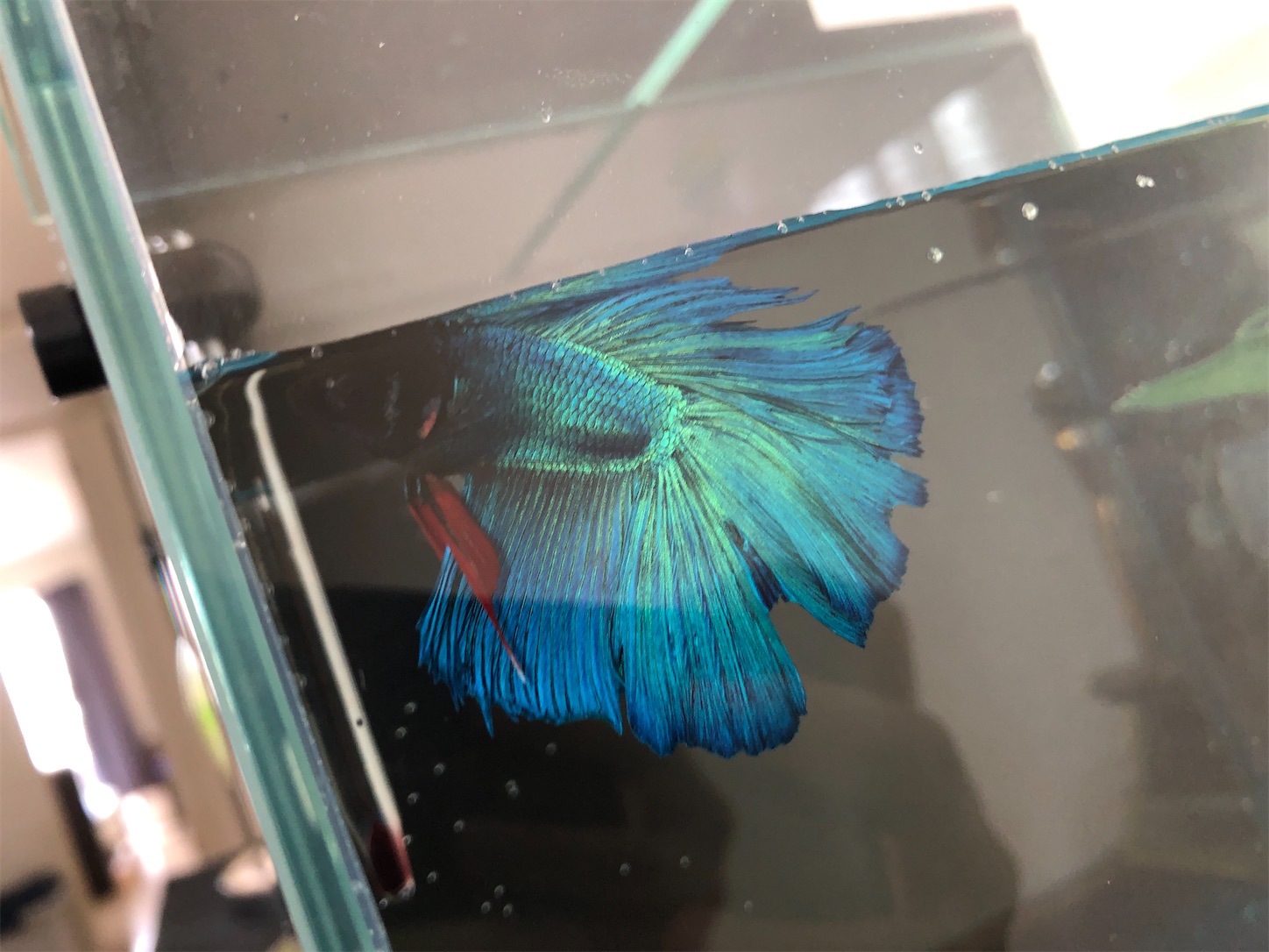 f:id:aquarium_asakura:20200920133314j:image