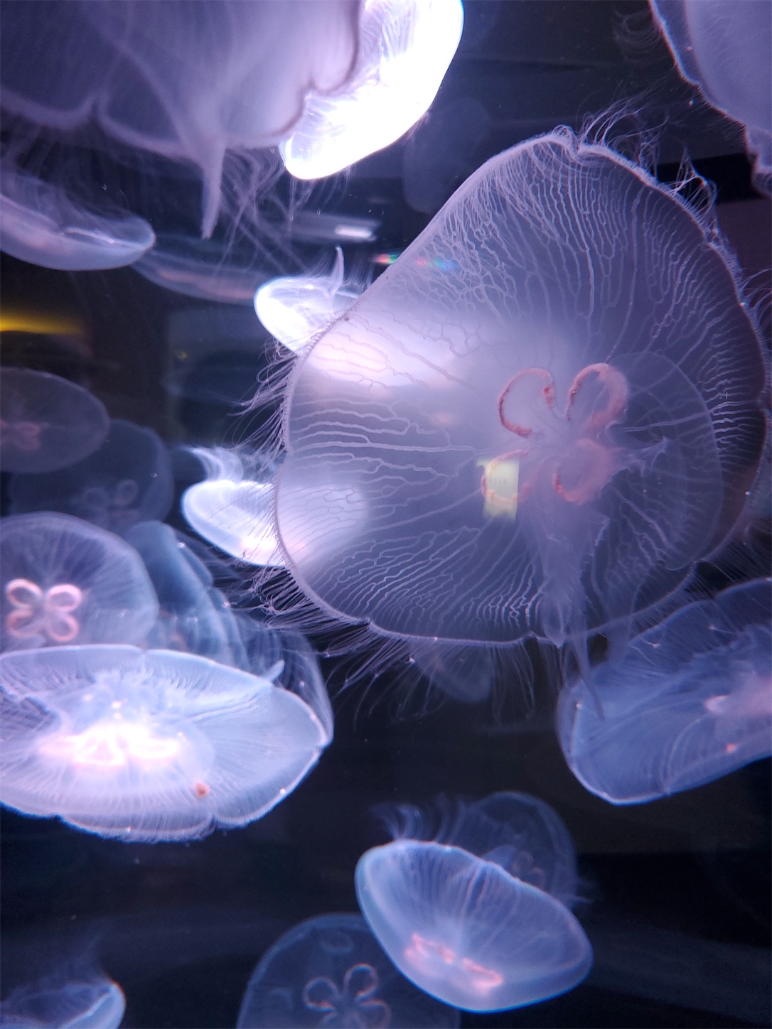 f:id:aquarium_asakura:20200924212001j:image