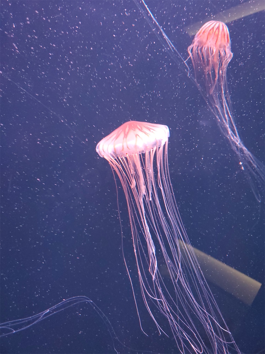 f:id:aquarium_asakura:20200924212018j:image