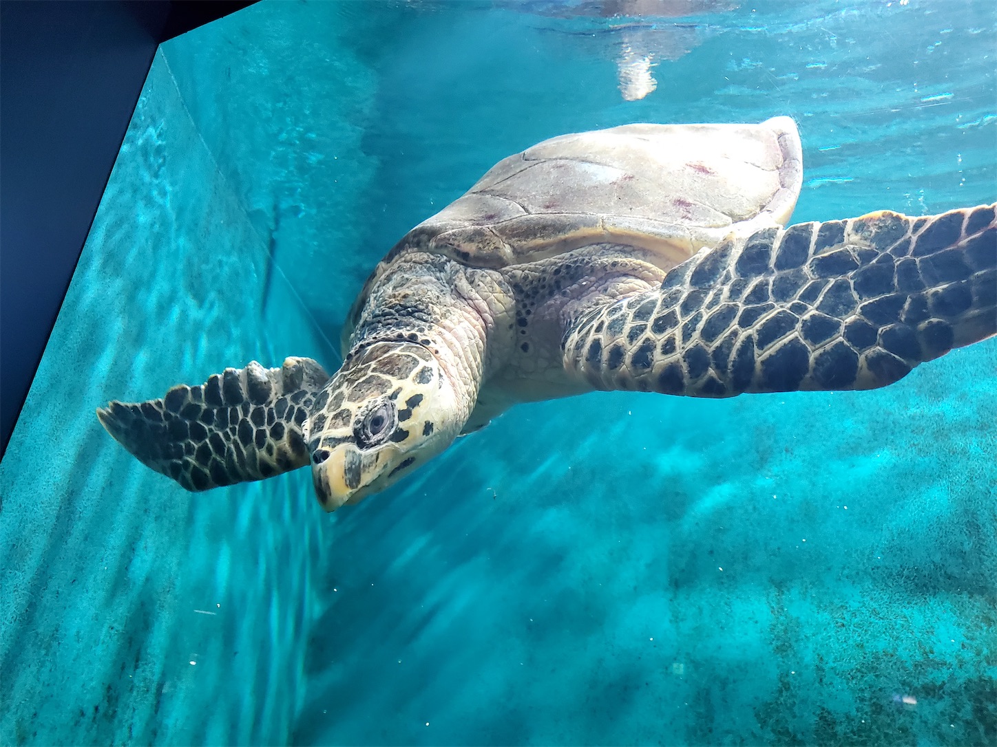 f:id:aquarium_asakura:20200924212730j:image