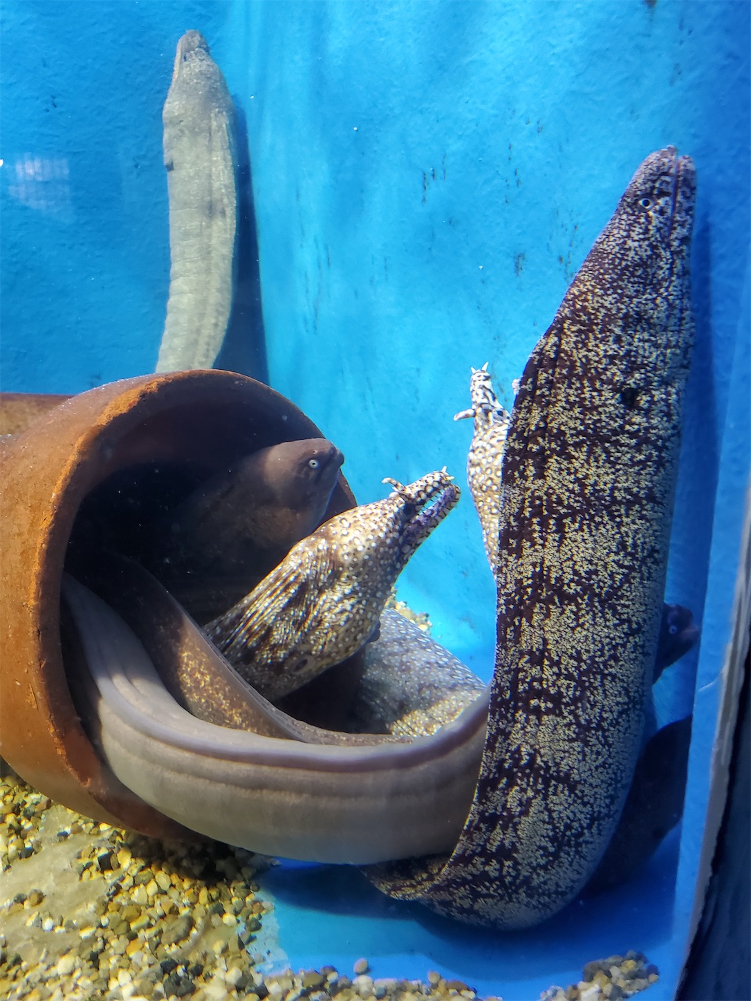 f:id:aquarium_asakura:20200924212752j:image