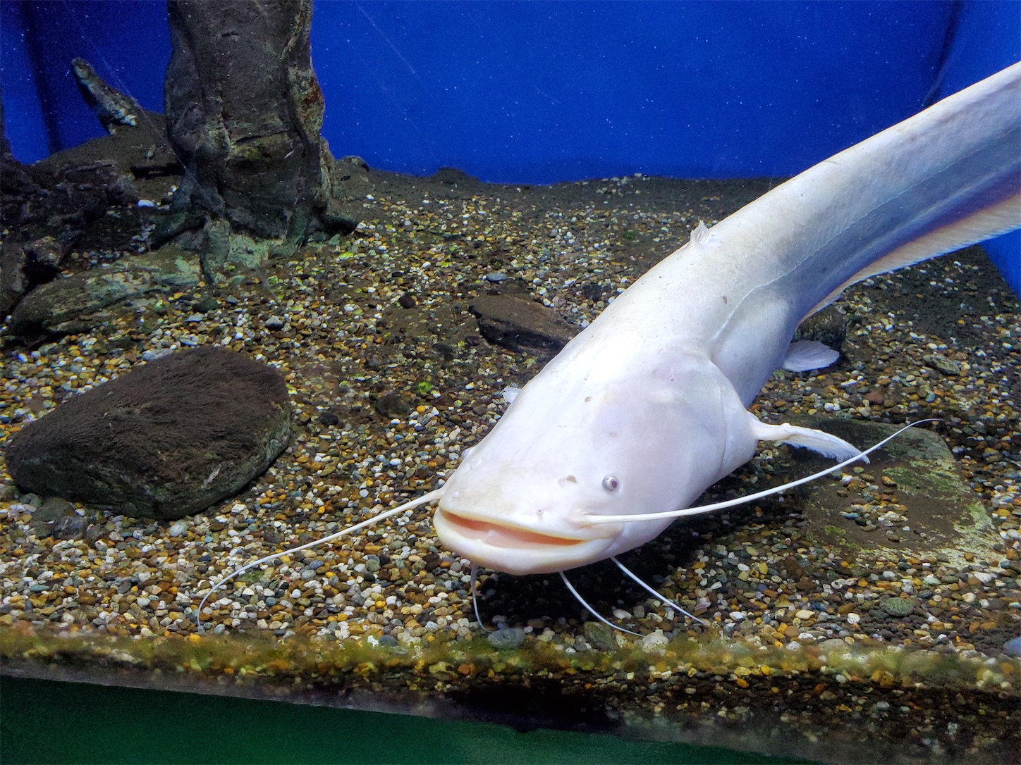 f:id:aquarium_asakura:20200924212844j:image