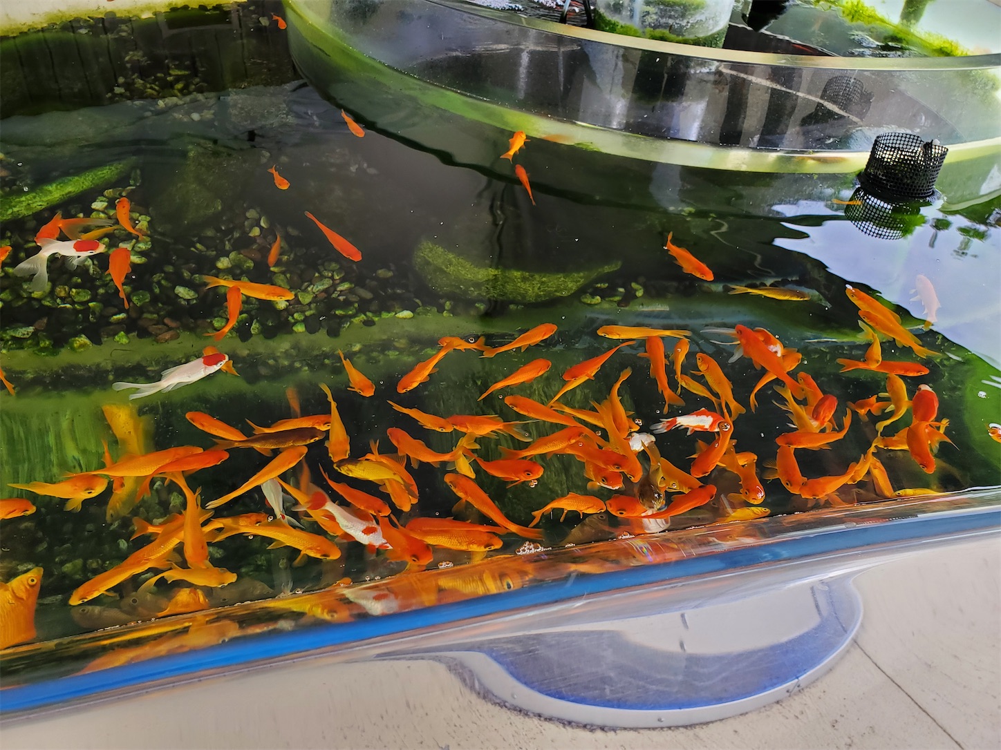 f:id:aquarium_asakura:20200924212903j:image