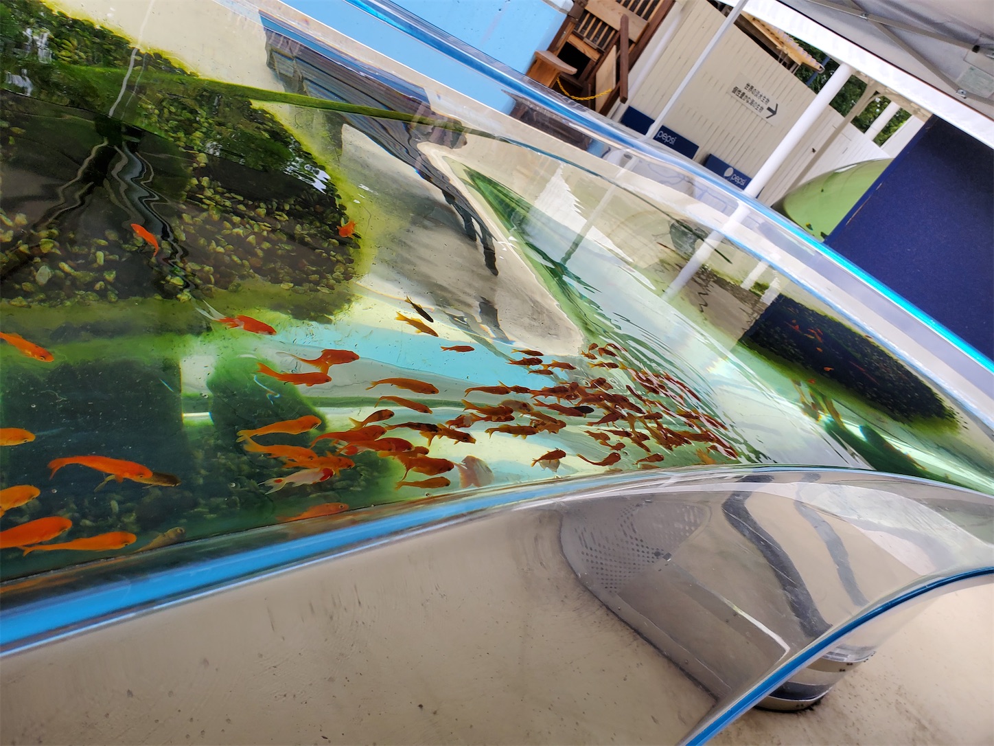 f:id:aquarium_asakura:20200924212948j:image