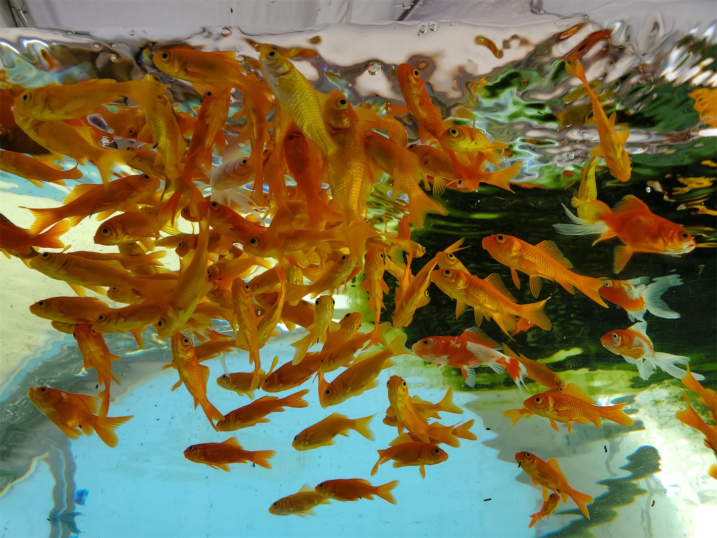 f:id:aquarium_asakura:20200924213014j:image