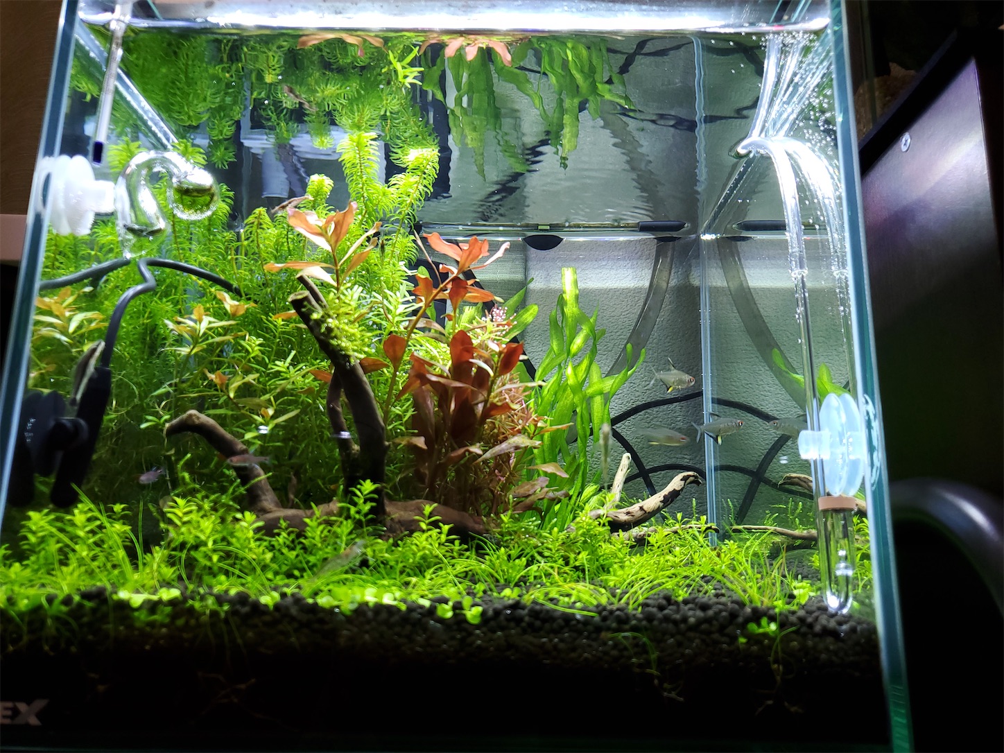 f:id:aquarium_asakura:20201001214229j:image