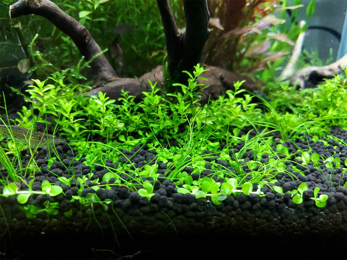 f:id:aquarium_asakura:20201001214512j:image