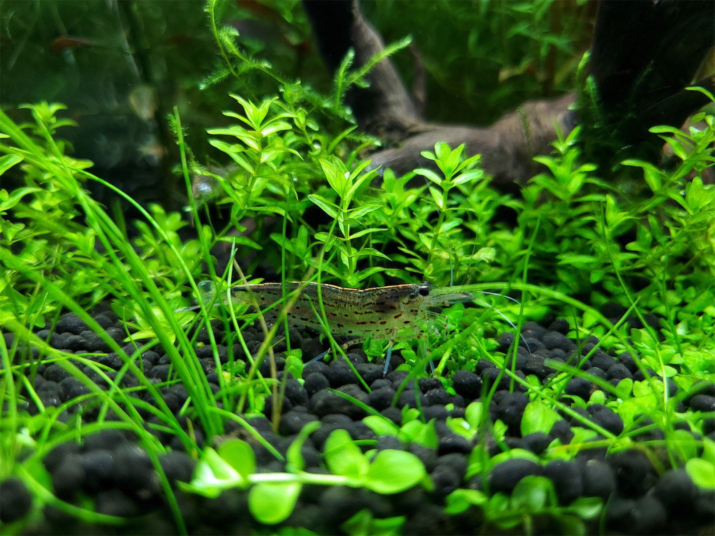 f:id:aquarium_asakura:20201001214522j:image