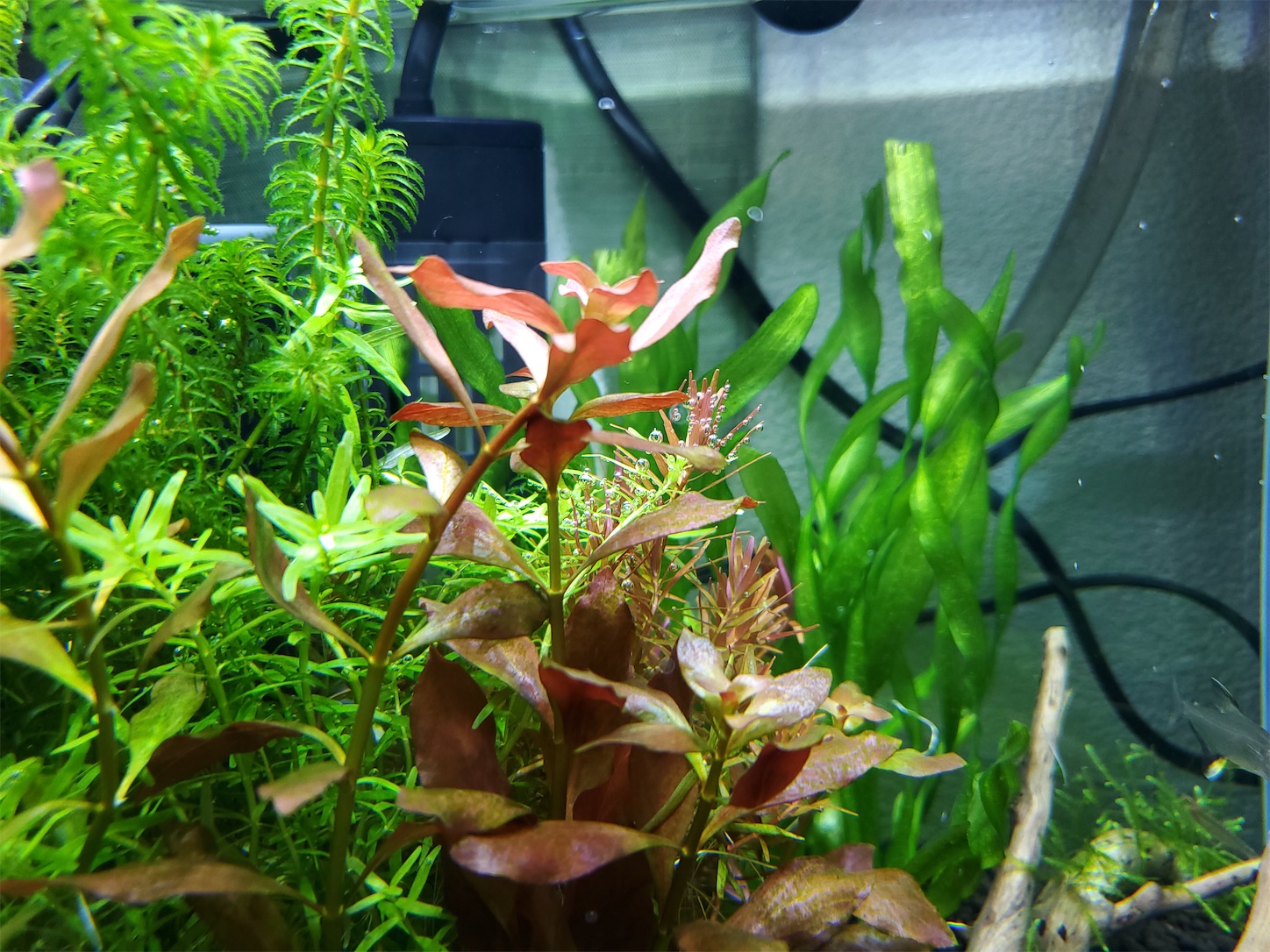 f:id:aquarium_asakura:20201001214549j:image
