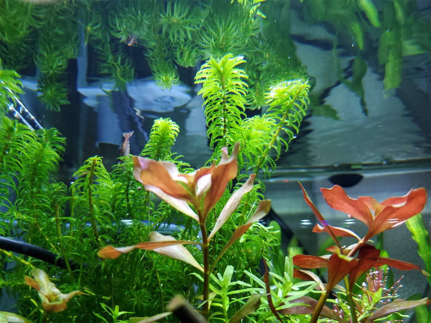 f:id:aquarium_asakura:20201001214558j:image